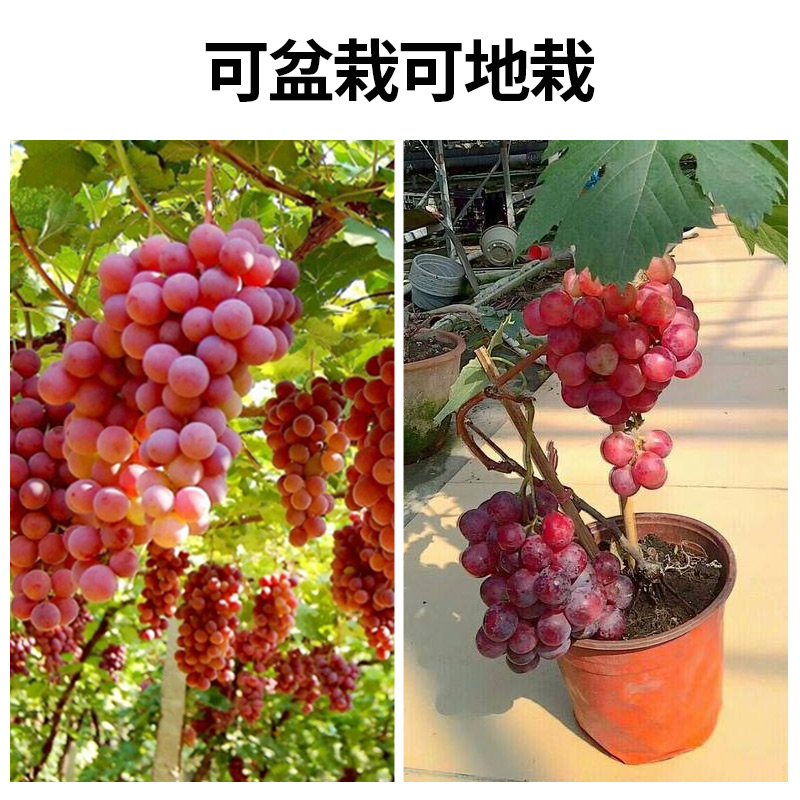 阳光玫瑰葡萄树苗巨峰树苖果树南方北方种植玫瑰香苗秧蓝宝石晴王 - 图1