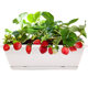 Balcony strawberry planting pot for home use