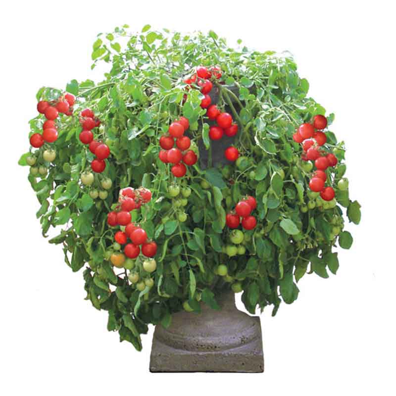 瀑布小番茄种子种籽孑圣女果西红柿大全四季盆栽蔬菜苗秧秧苗果苗,淘宝优惠券,粉丝福利购,淘宝优惠卷