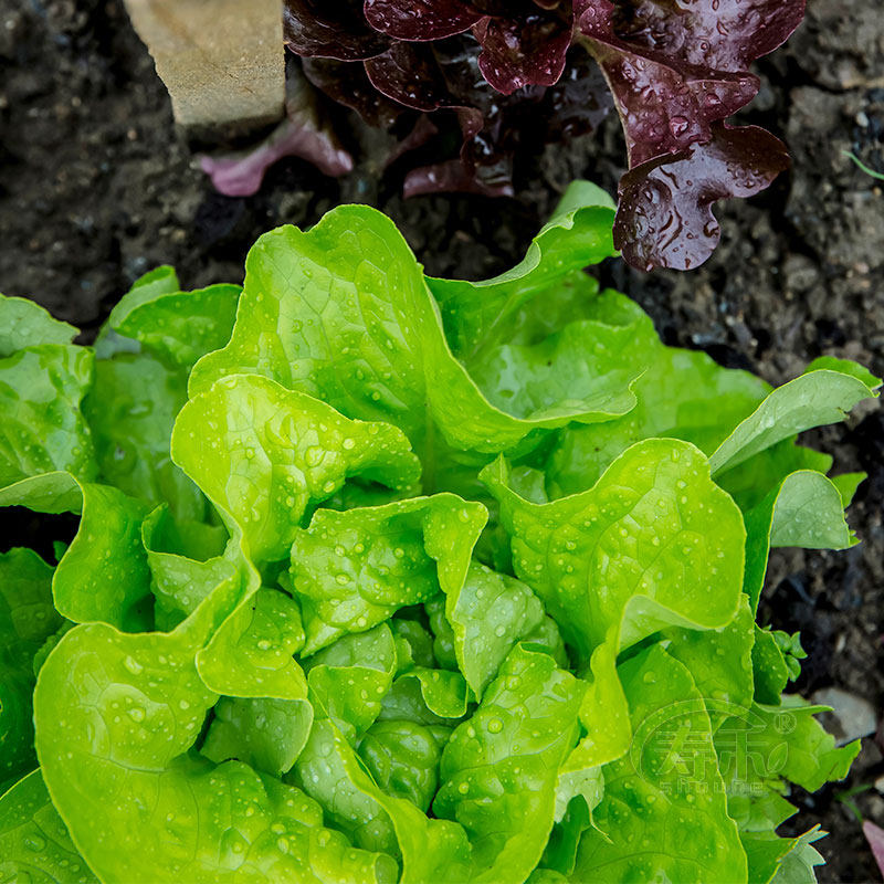奶油生菜种子种籽四季沙拉小白菜冬季菜籽盆栽蔬菜孑菜种春季籽种,淘宝优惠券,粉丝福利购,淘宝优惠卷