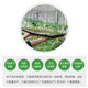 LONGi seedling plug trays for growing vegetables in thickened pots