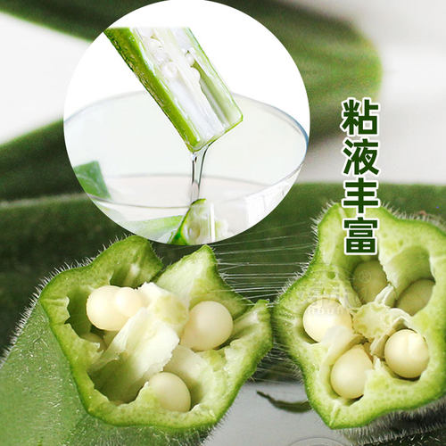 黄秋葵种子种籽苗高产水果四季盆栽红蔬菜大苗菜种带土秧菜籽大全 - 图1