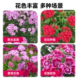 Красочные камни -бамбуковые семена, сеящие четыре сезона легких -рост в крыдян