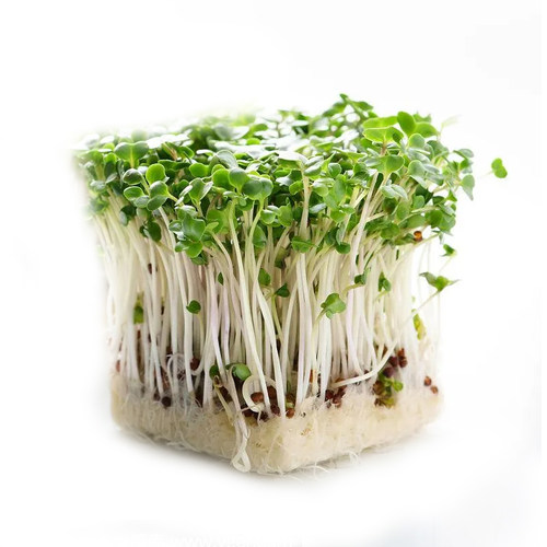 西兰花芽苗四季芽苗菜种子豌豆种籽萝卜苗菜种水培蔬菜孑麻豌豆 - 图3
