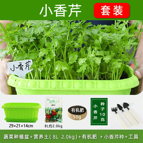 适合冬天种的菜种子籽盆栽套装耐寒鸡毛菜香菜葱头蔬菜籽种孑大全 - 图2