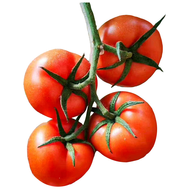 金棚一号无线二号粉果番茄种籽早春红果西红柿子种子孑子菜种籽种