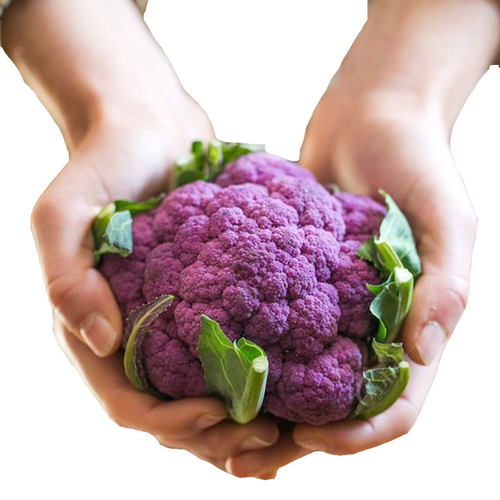 花椰菜种子苗宝塔菜有机紫色花菜菜花西兰花种子种籽西蓝花孑籽种