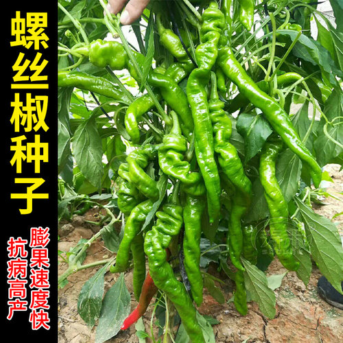正宗金泰猪大肠螺丝椒种子孑菜籽羊角椒超辣辣椒种籽蔬菜尖椒籽种 - 图0