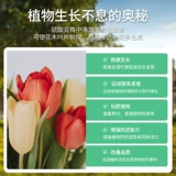 Серо серная серная цветочный жир цветочный цветок для жира сада цветет жир рододендрон Osmanthus antiellow Leav