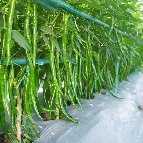 线椒种子苗辣椒种籽秧苗秧春季蔬菜孑籽种南方种湖南二荆条菜苗线 - 图1