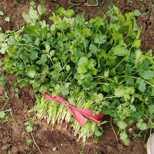 四季香菜种子苗带根大叶芫荽根苗秋冬蔬菜盆栽种籽孑菜籽籽种大全 - 图2