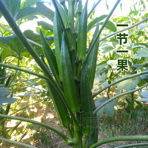 黄秋葵种子种籽苗高产水果四季盆栽红蔬菜大苗菜种带土秧菜籽大全 - 图2