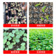 Seedling tray, hole tray, special plastic tray for vegetable seedlings, multifunctional vegetable seedling planting cup, artifact, large nutritional bowl