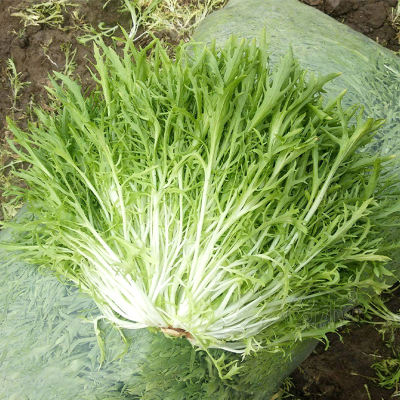 四季苦菊种子苗花叶苦菊菜籽种苦苣菜种籽秋季盆栽蔬菜种籽孑菜种 - 图2