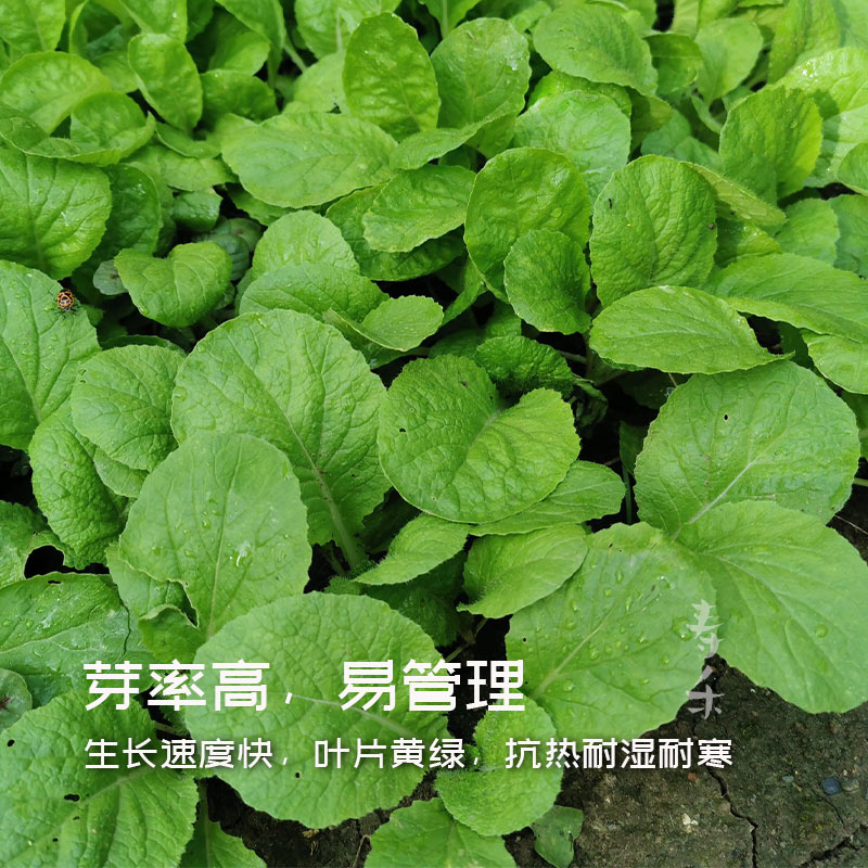 小白菜种子种籽夏季阳台种菜盆栽蔬菜芽苗菜四季青菜秋季孑菜子种-图1