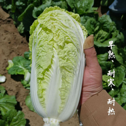 韩国娃娃菜种子种籽耐热黄心籽种蔬菜孑苗秧菜种大白菜菜籽小白菜 - 图2