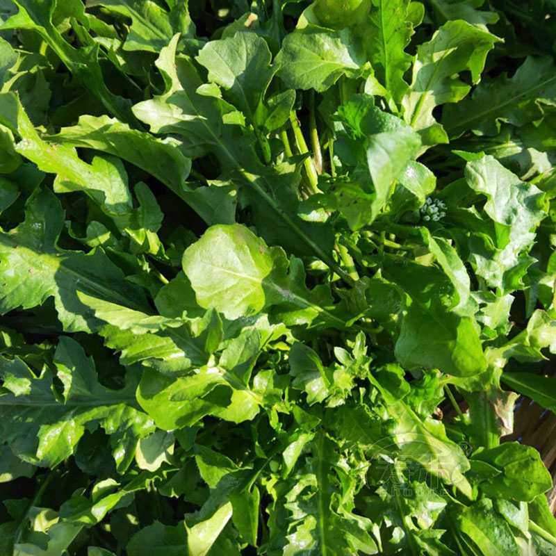 宝兰草大叶荠菜种子种籽孑蒲公英青菜菜籽荠荠菜荆芥菜苗大全 - 图2