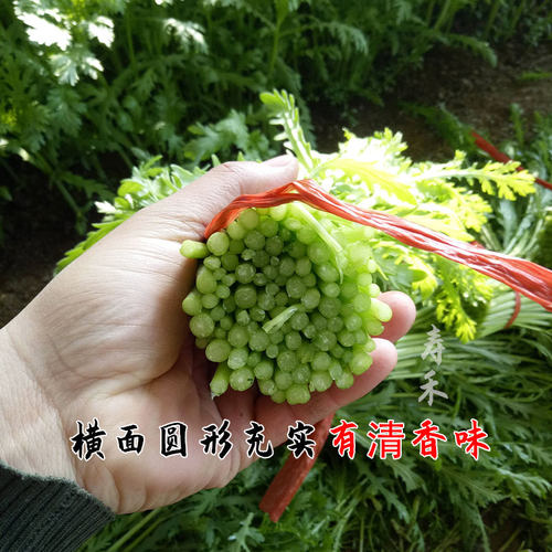 小叶茼蒿种子种籽菜种皇帝菜秋冬季籽种青菜蔬菜孑菜籽茼蒿菜种 - 图1
