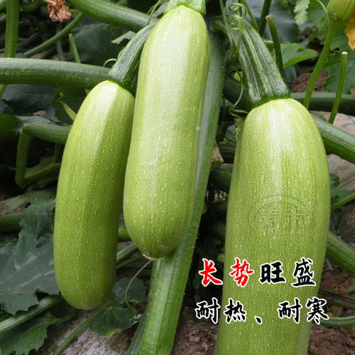 Французские семена семян цуккини с