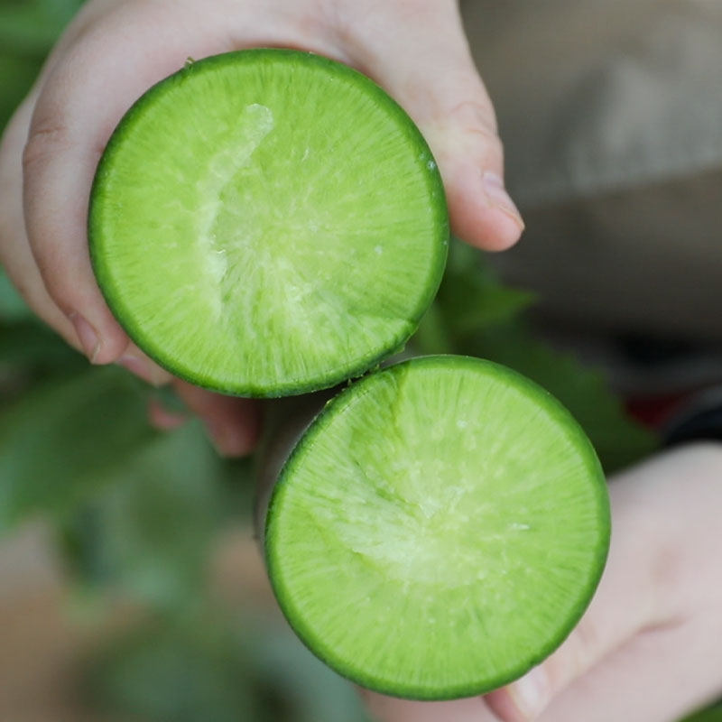 天津沙窝水果萝卜种子种籽子潍县青罗卜凤梨籽种甜脆型孑大全菜种,淘宝优惠券,粉丝福利购,淘宝优惠卷