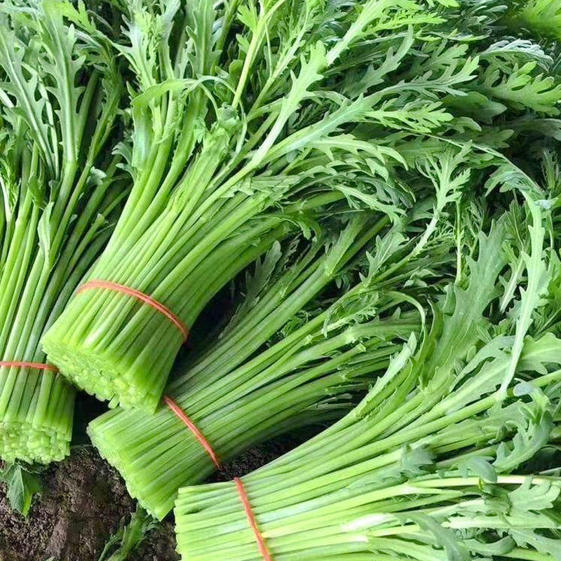 光杆茼蒿种子小叶秋后皇帝茼蒿菜种菊花籽种青菜蔬菜孑秋冬季种籽,淘宝优惠券,粉丝福利购,淘宝优惠卷