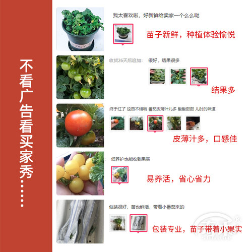 矮生盆栽番茄种子阳台种植四季小西红柿种籽苗樱桃圣女果苗秧大全 - 图2