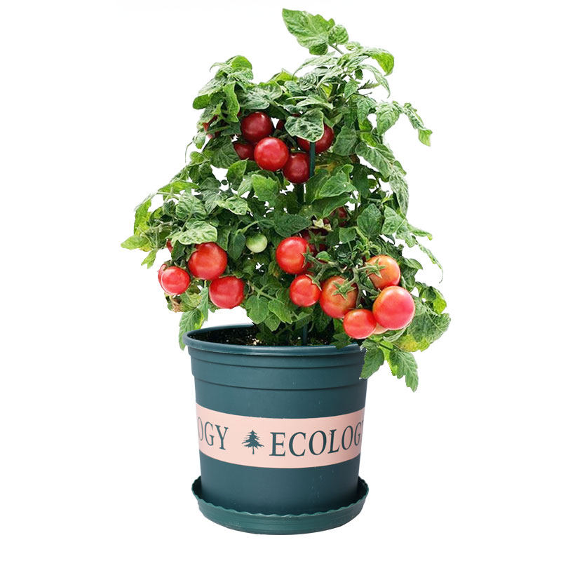 矮生盆栽番茄种子阳台四季小西红柿种籽苗樱桃圣女果苗孑子秧大全,淘宝优惠券,粉丝福利购,淘宝优惠卷