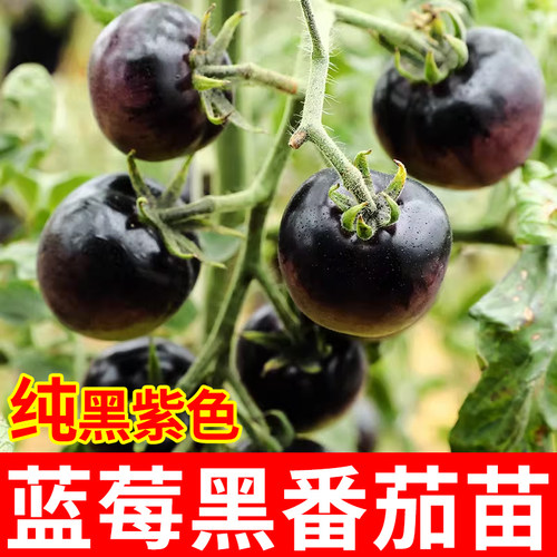 蓝莓黑番茄种子苗紫黑色小西红柿西黑柿秧蔬菜种籽圣女果孑果苗 - 图0