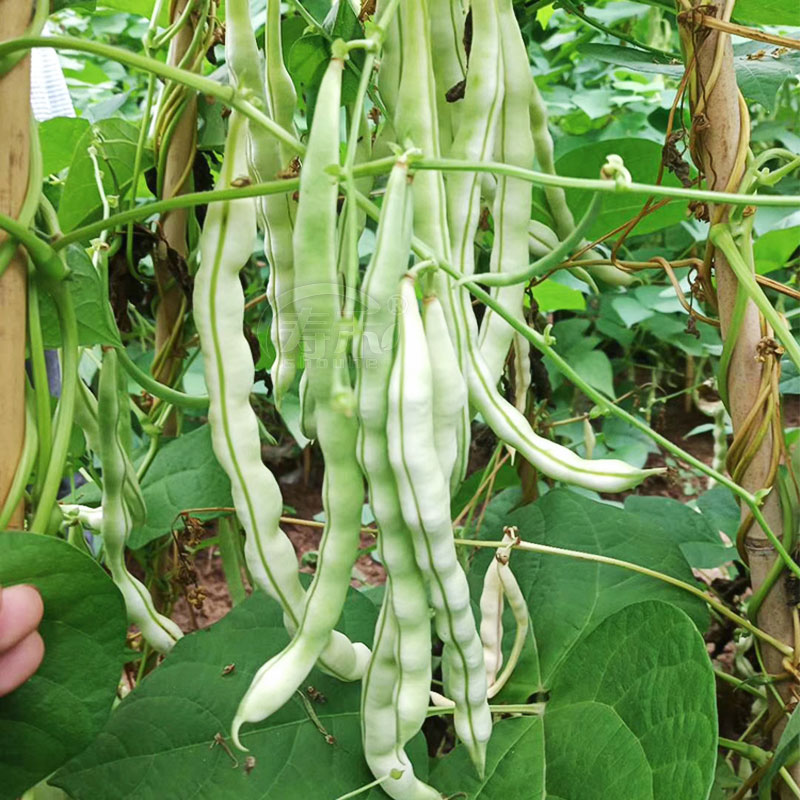 高产摘不败白芸豆种子豆角扁豆蔬菜孑四季豆种籽老来少豆种白不老 - 图2