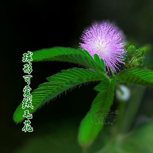 四季含羞草种子种籽小盆栽 植物 室内绿植草籽草种趣味害羞草孑 - 图1