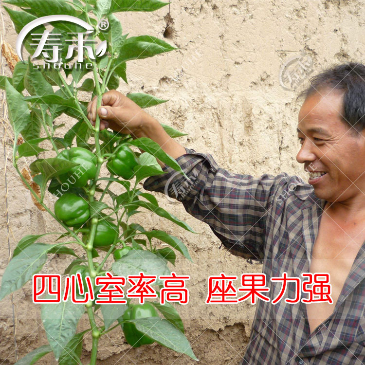 青椒种子辣椒苗甜椒种籽灯笼红菜椒蔬菜菜苗孑秧苗南方种高产籽种 - 图1