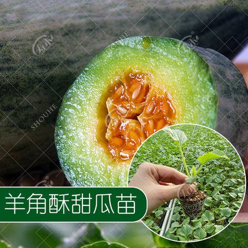 羊角蜜瓜酥甜瓜种子种籽苗蔬菜孑秧脆高产香瓜四季大全玉菇密秧苗 - 图2