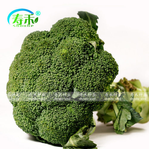 西兰花种籽西兰花种子青花菜菜花四季种籽子西蓝花孑西兰花菜籽 - 图1
