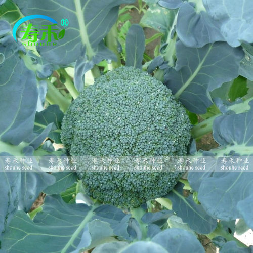 西兰花种籽西兰花种子青花菜菜花四季种籽子西蓝花孑西兰花菜籽 - 图2