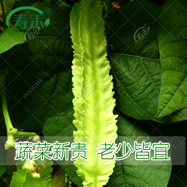 Vegetable seed seedlings, winged beans, emperor beans