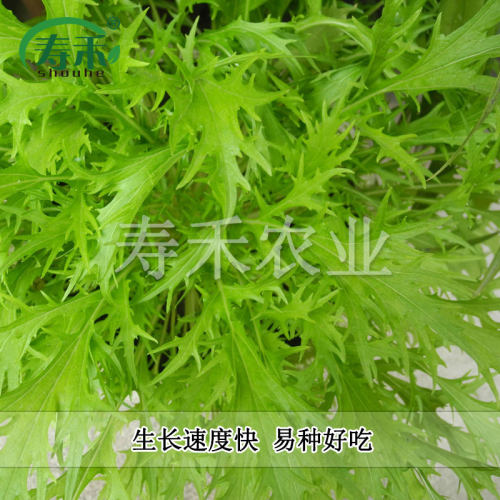 京水菜白梗千筋种子种籽菜籽四季水晶菜蔬菜孑菜籽菜种芥菜雪里红 - 图2