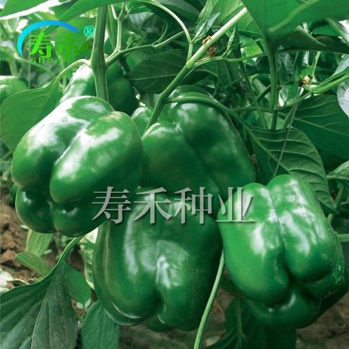 金甜158甜椒青椒种子早熟高产方椒灯笼椒菜椒蔬菜孑籽种辣椒种籽 - 图1