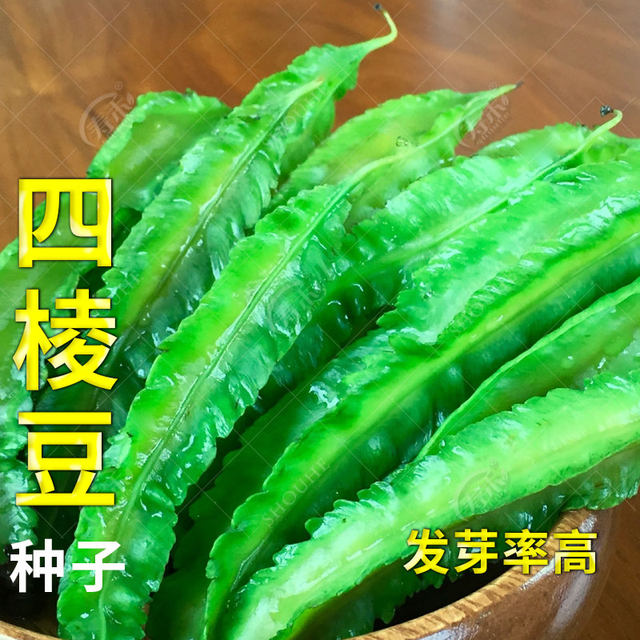 Vegetable seed seedlings, winged beans, emperor beans