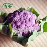 Amei № 1/Zihua № 1 фиолетовая цветная цветная цветная капуста, вена, вена, специальные семена семян овощей