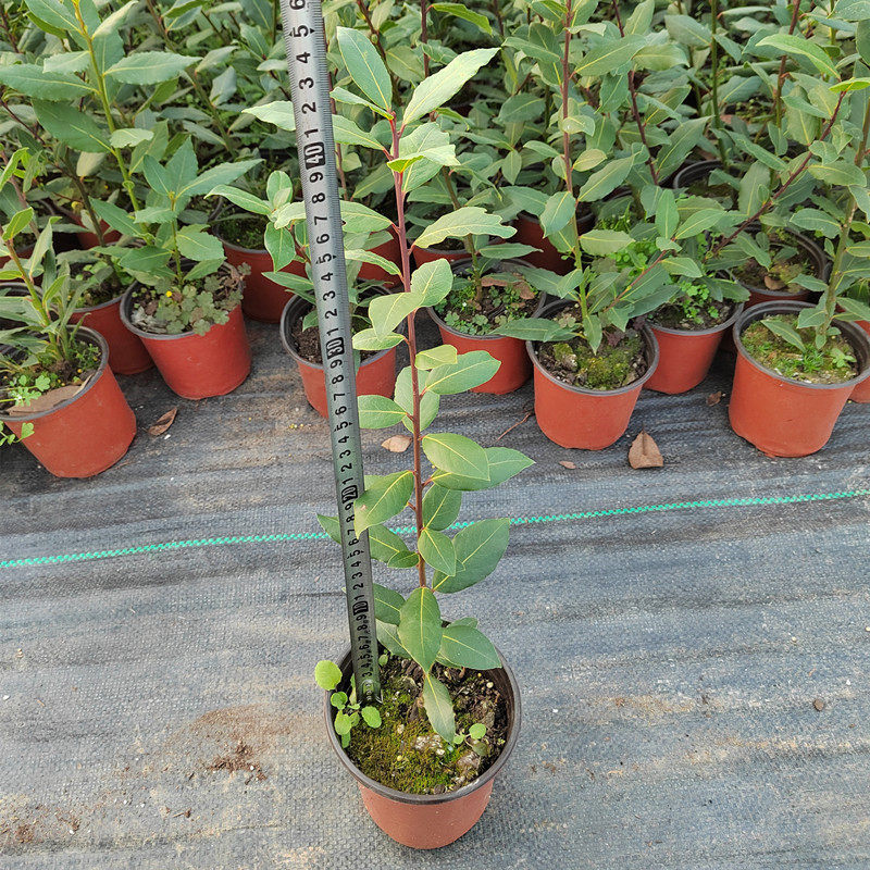 香叶树苗可食用调料树地中海月桂香料树炖肉卤肉增香去腥四季常绿,淘宝优惠券,粉丝福利购,淘宝优惠卷