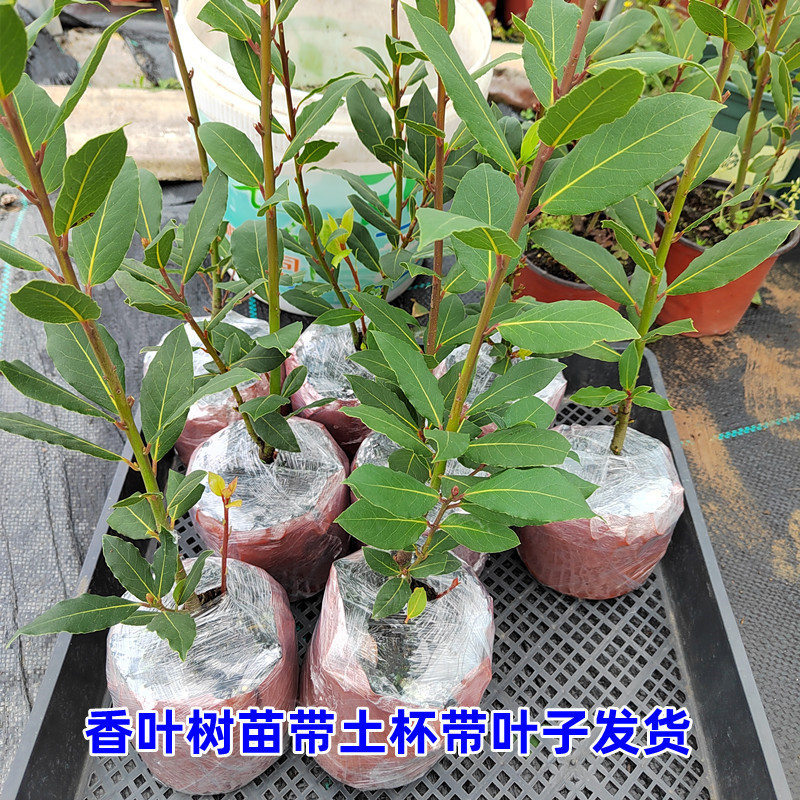 香叶树苗食用调料树地中海月桂炖鱼炖肉卤肉香叶苗南北方种植常绿-图0