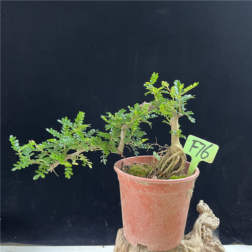 悬崖式清香木盆景 胡椒室内阳台驱蚊精品盆栽香味提根抱石临水式 - 图2