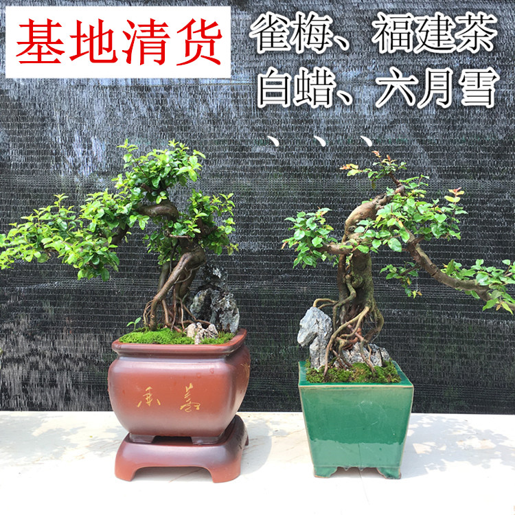 悬崖式盆景植物 悬崖福建茶榆树六月雪雀梅对节白蜡榔榆造型盆栽 - 图0