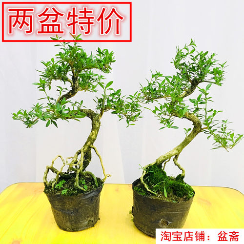盆景植物造型 福建茶小叶雀梅白蜡榆树老桩树桩四季常青开花结果 - 图0