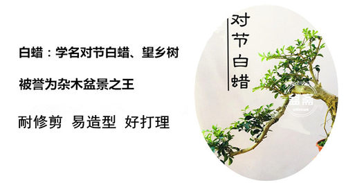 悬崖式盆景植物 悬崖福建茶榆树六月雪雀梅对节白蜡榔榆造型盆栽 - 图3