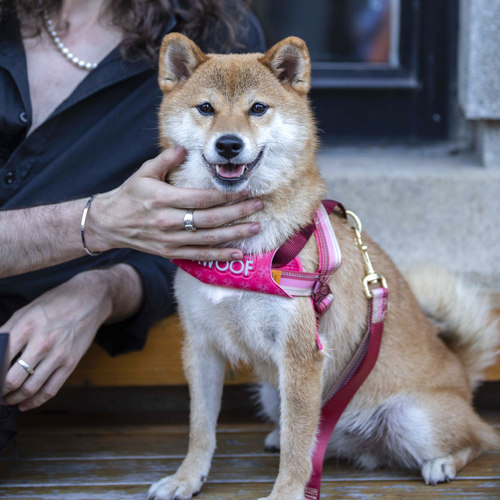 酷极狗狗胸背带中大型犬防冲爆金毛狗绳子牵引绳舒适型狗背带胸带 - 图3