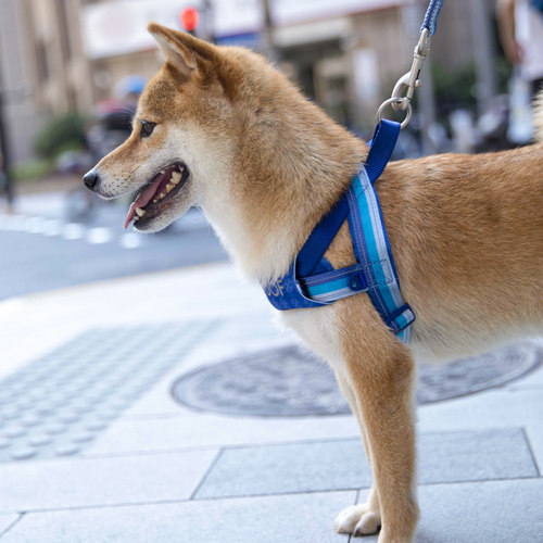 酷极狗狗胸背带中大型犬防冲爆金毛狗绳子牵引绳舒适型狗背带胸带 - 图2