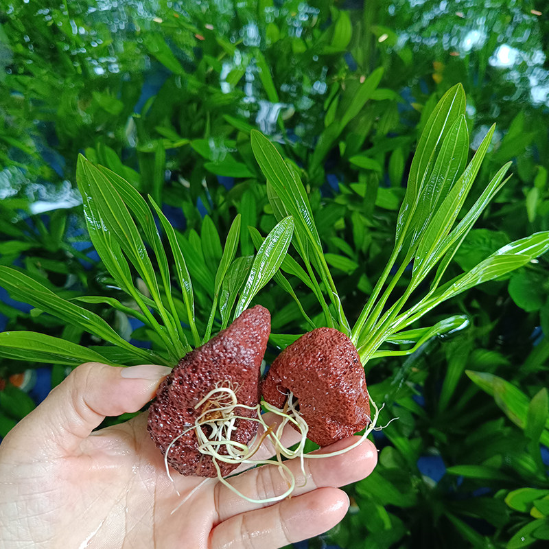 火山石迷你九冠红波绿蜈蚣草绿菊前中景活体真水草鱼缸懒人易养,淘宝优惠券,粉丝福利购,淘宝优惠卷
