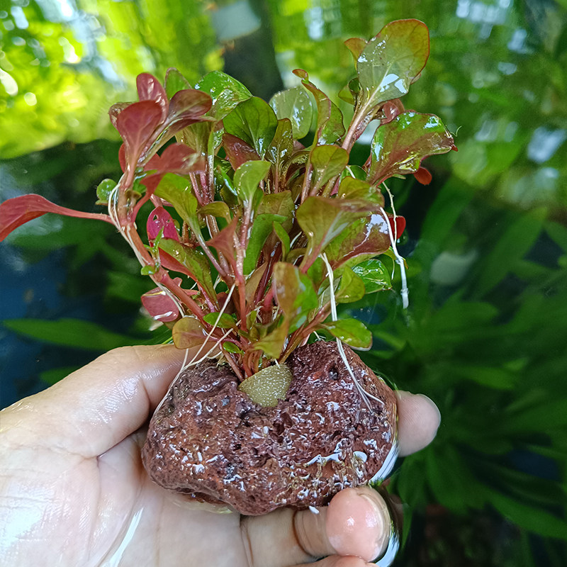 火山石迷你九冠红波绿蜈蚣草绿菊前中景活体真水草鱼缸懒人易养,淘宝优惠券,粉丝福利购,淘宝优惠卷