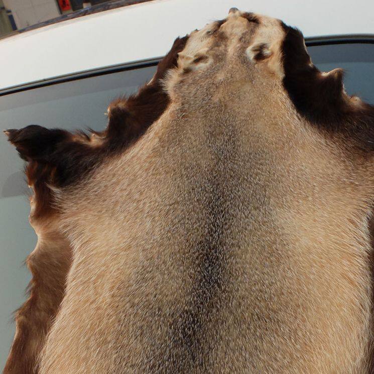 獾子皮坐垫 獾皮原皮 整张真皮座垫 沙发座椅 四季通用痔疮车垫